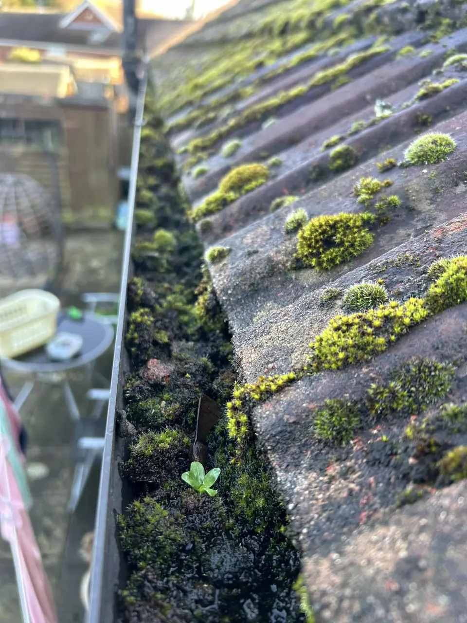 Moss growing on concrete roof tiles and into the gutter line